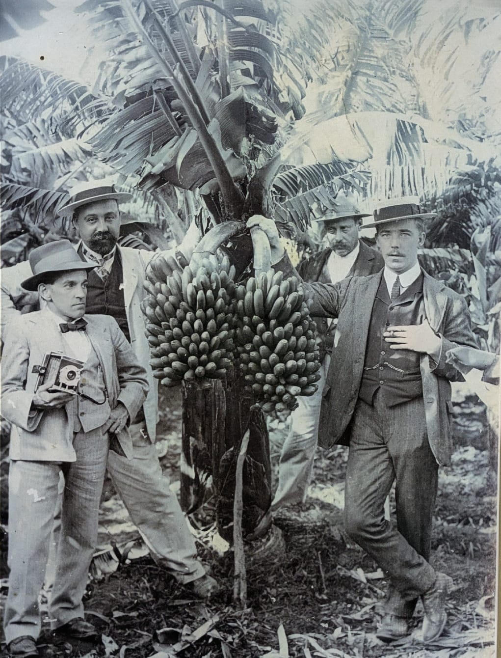 Una fotografía de época en blanco y negro teñida de sepia que muestra a cinco hombres con sombreros y trajes de principios del siglo XX posando alrededor de grandes racimos de plátanos que cuelgan de una platanera. Un hombre de la izquierda sostiene una cámara de fuelle.